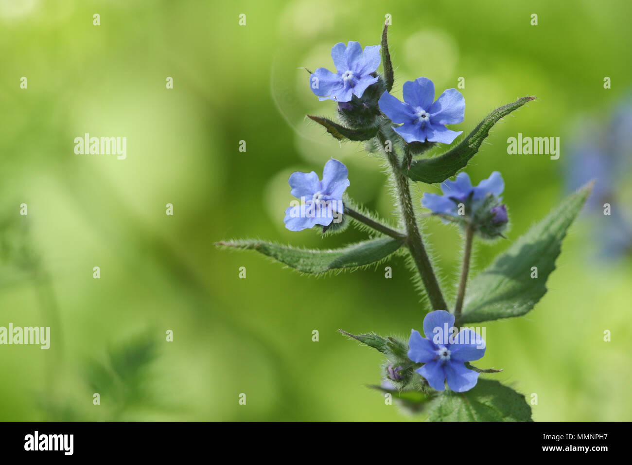 Eine herrliche Blüte wildflower Pentaglottis sempervirens, Grün, immergrüne alkanet bugloss, oder alkanet. Stockfoto