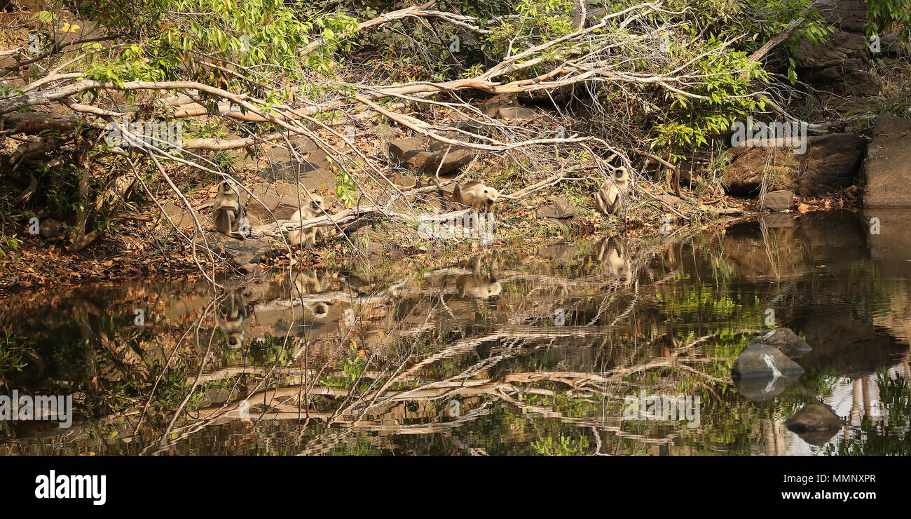 Langur Affen im Wasserloch widerspiegelt, Bandhavgarh Nationalpark, Indien Stockfoto