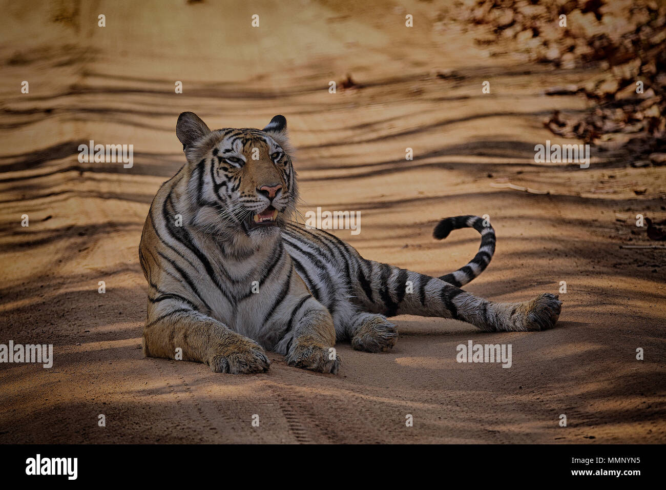 Tiger am Anschluss, Bandhavgarh Nationalpark, Indien Stockfoto