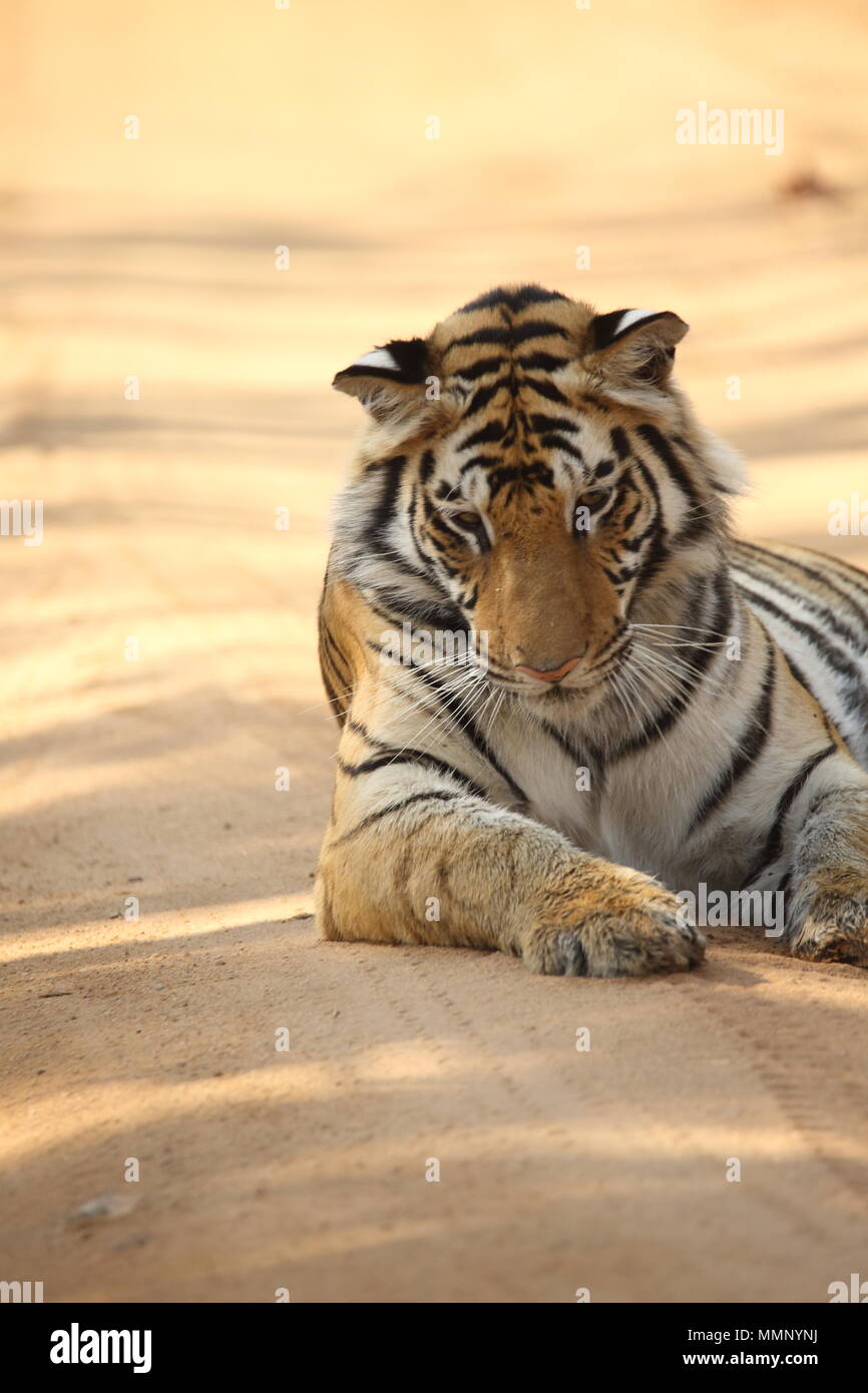 Tiger am Anschluss, Bandhavgarh Nationalpark, Indien Stockfoto