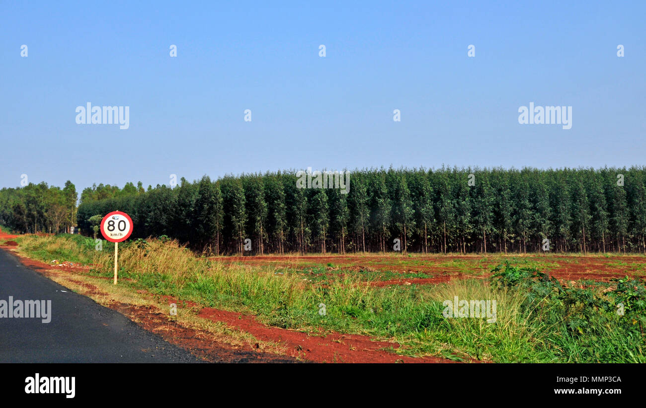 Eukalyptusbaum getreidefeld an der Straße gesehen, Mato Grosso do Sul, Brasilien Stockfoto