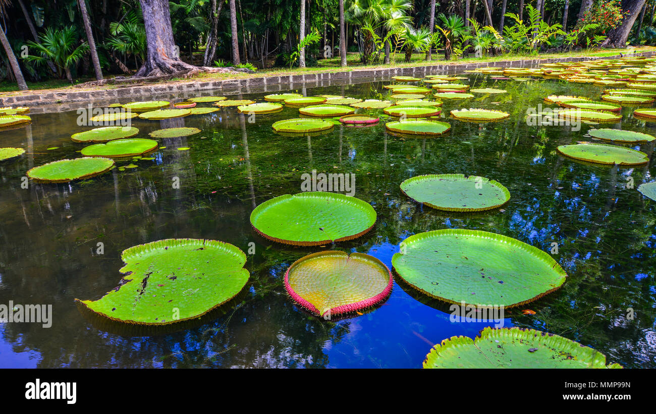 Victoria Regia Park Stockfotos und bilder Kaufen Alamy