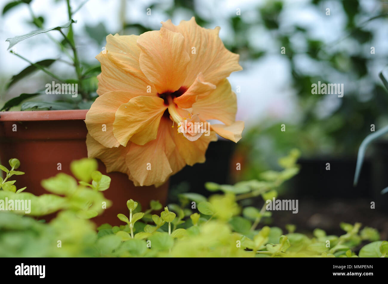 Nahaufnahme der Photographie der Hibiskus Blüte im Gewächshaus. Stockfoto