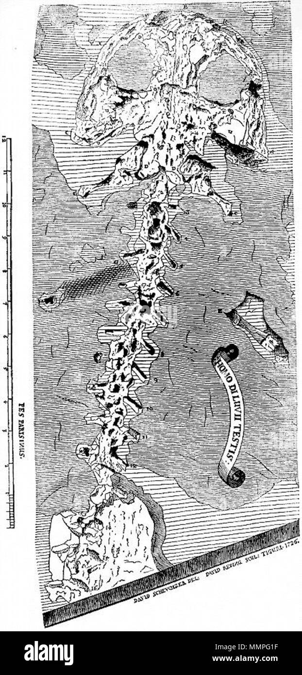 . Englisch: Zeichnung von andrias Scheuchzeri (eine ausgestorbene Riesensalamander) von Schweizer Naturforscher Johann Jakob Scheuchzer (1672-1733). Scheuchzer die fossilen als Mann ertrank in der biblischen Sintflut (Homo diluvii Testes) interpretiert, sah er es als für floodgeology beweisen. Das Fossil wurde später für, was es ist von Georges Cuvier anerkannt. Français: Dessin d'un Andrias scheuchzeri, éteinte espèce de Lézard Géant, par le Naturaliste suisse Johann Jakob Scheuchzer (1672-1733). Scheuchzer voulut interpréter ce fossile comme étant Celui d'un homme noyé lors du Déluge biblique (d'où Le nom de Homo diluvii Test Stockfoto
