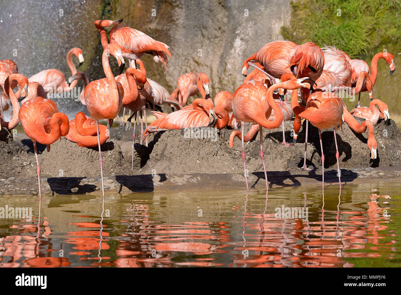 Gruppe der Karibik Flamingos (Phoenicopterus ruber) im Wasser und auf dem Boden Nester Stockfoto