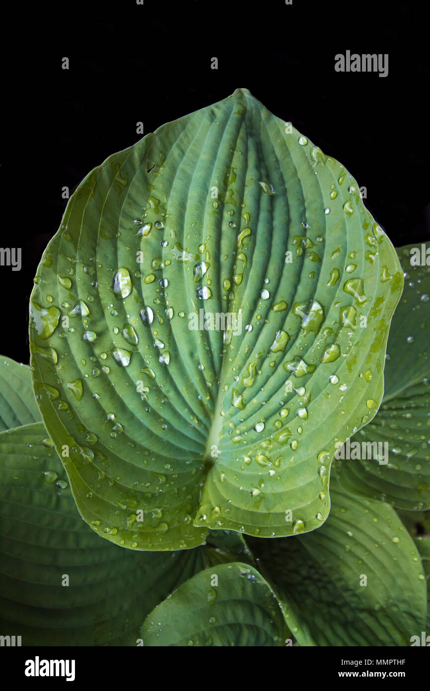 Die großen Blätter Stockfoto