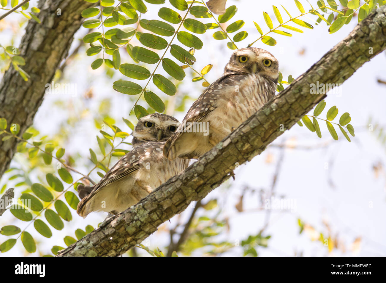 Owl Paar Stockfoto