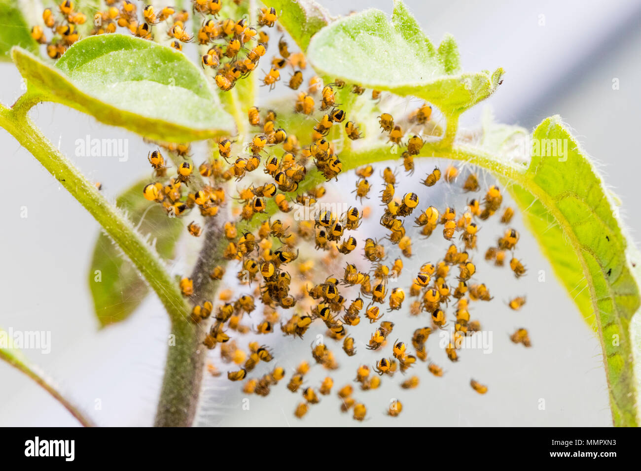 Eine Kugel von baby European Garden Spider in einem polytunnel in Mid Wales Stockfoto