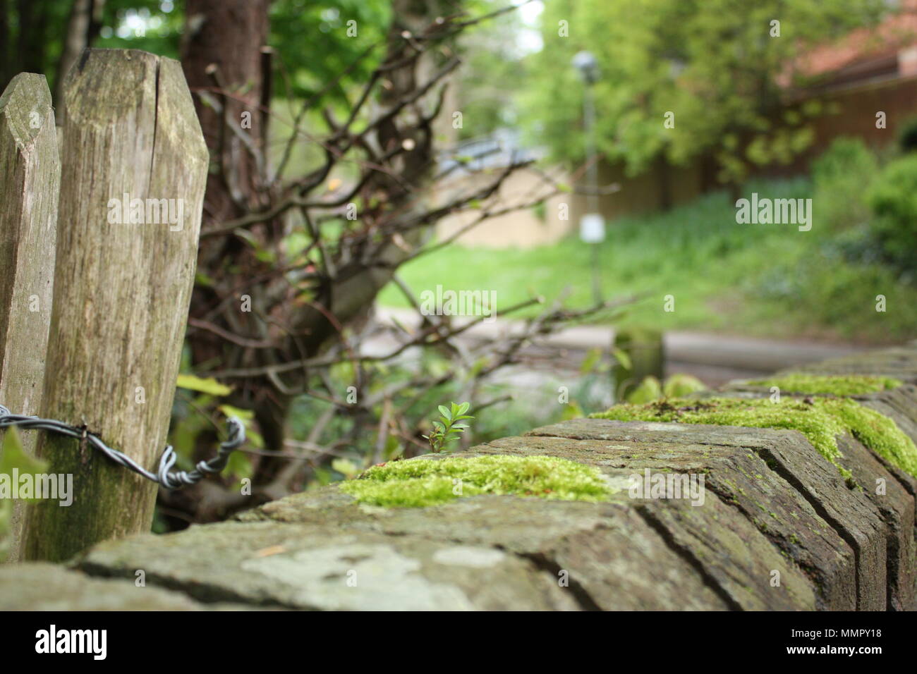 Einen bemoosten Zaun weicht von einem niedrigen Moss-Wand im Frühjahr als Pflanzen rund um beginnen in das warme Wetter zu sprießen. Stockfoto