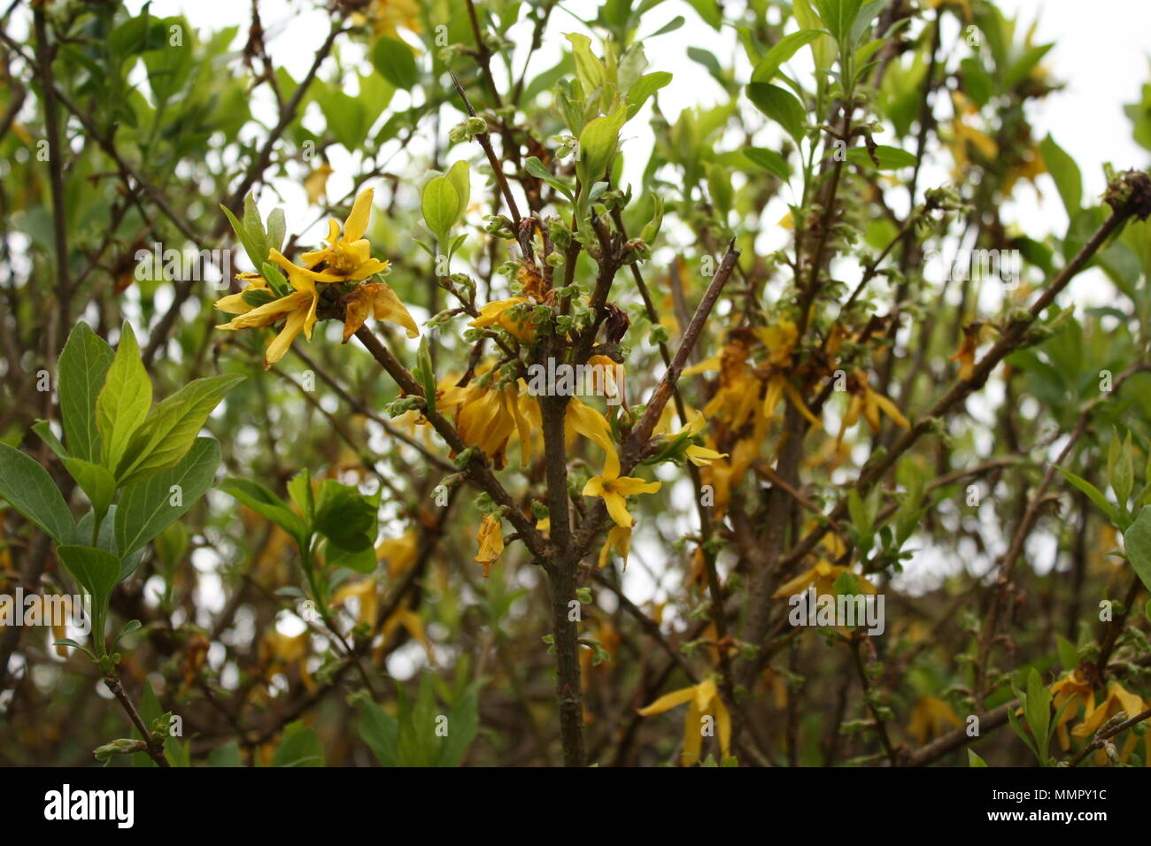 Kleine gelbe Blüten schmücken die Büsche beginnen, sich in der Hitze zu verwelken. Stockfoto