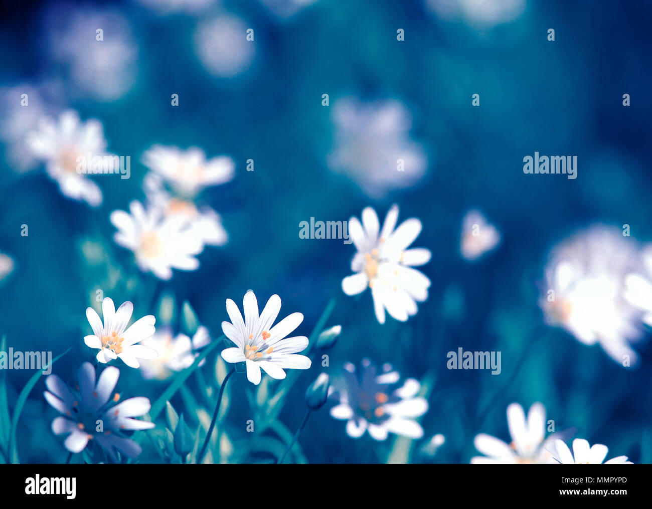Natürliche Hintergrund mit kleinen weißen Blüten wachsen auf Frühlingswiese Stockfoto