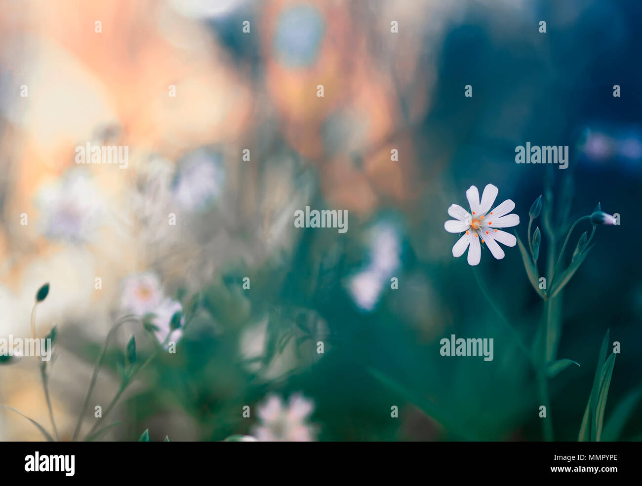 Natürliche Hintergrund mit kleinen zarten weißen Blüten wachsen auf spring Forest Clearing Stockfoto