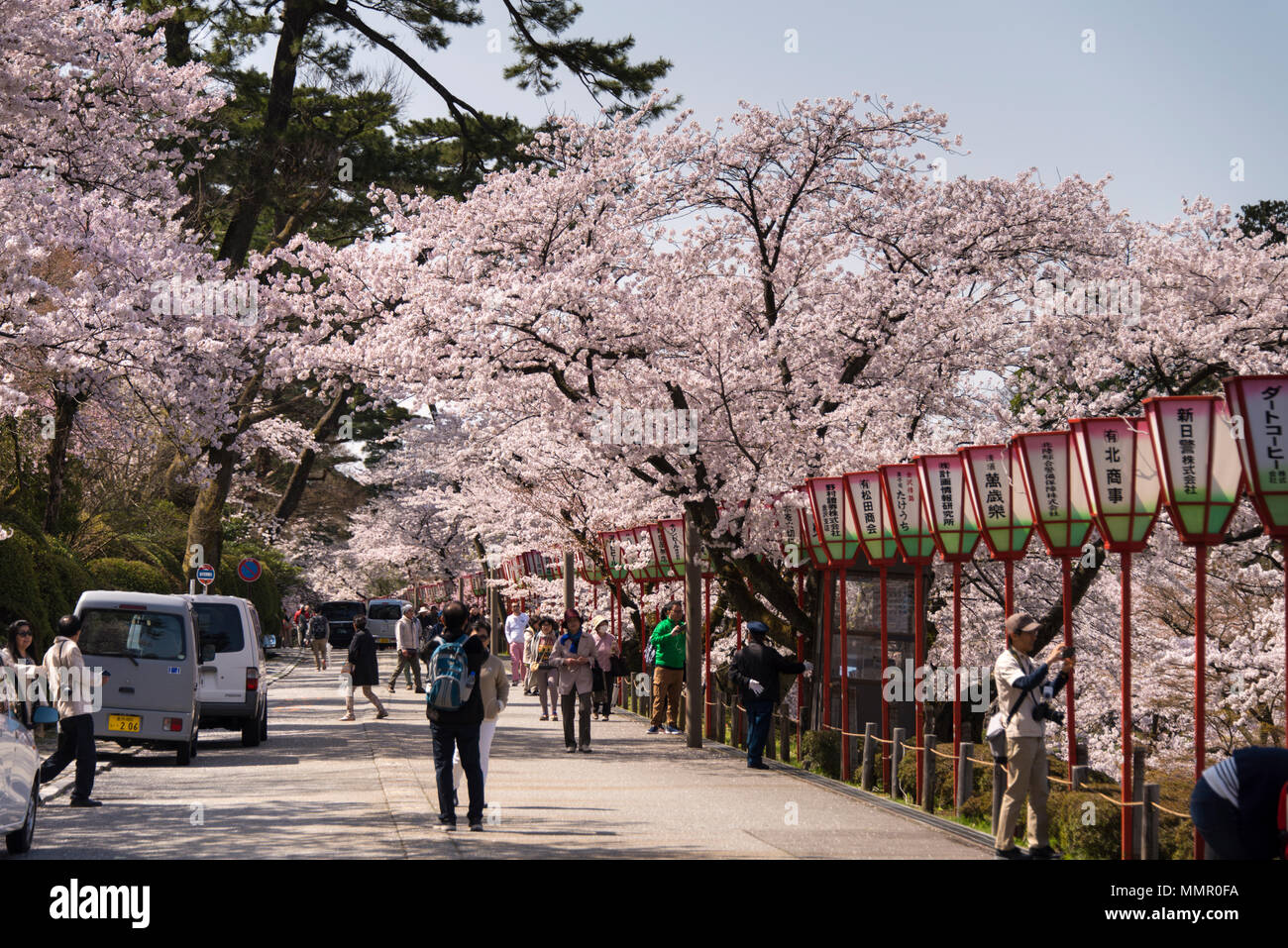 Kirschblüte im Garten Kenrokuen, Kanazawa, Japan Stockfoto