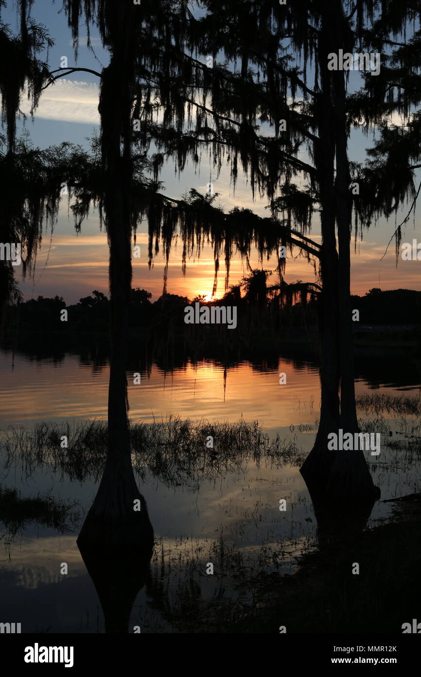 Zypressen drapiert mit spanischem Moos bei Sonnenaufgang See Henderson, Inverness, FL Stockfoto