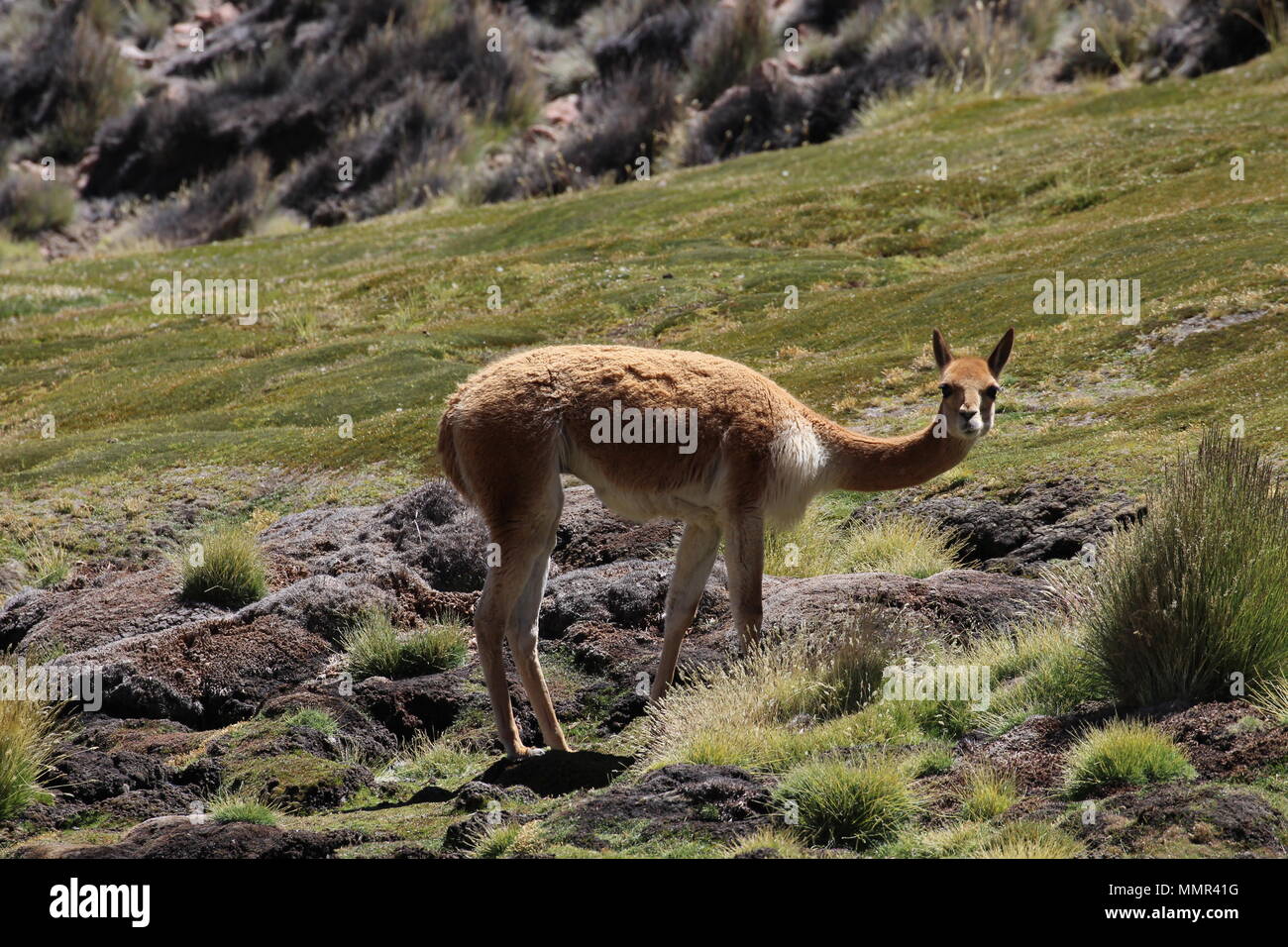 Schöne, Frieden und Stille Zeit im Parque National Lauca im Norden von Chile. Stockfoto