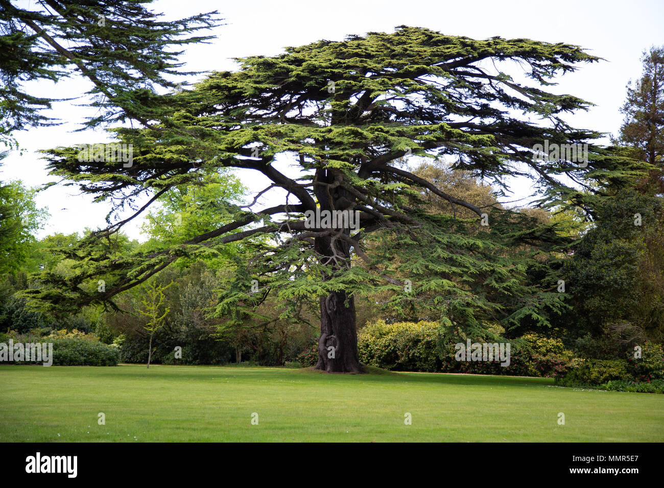 Cedar Tree East Cowes Isle of Wight Stockfoto