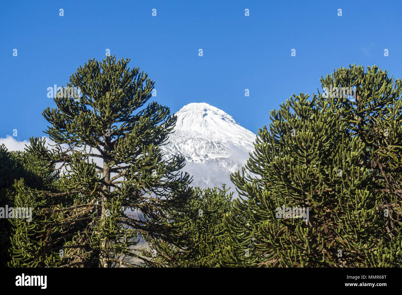 Araucaria Baum, Fahrrad, Schnee Vulkan abgedeckt, Chile Stockfoto