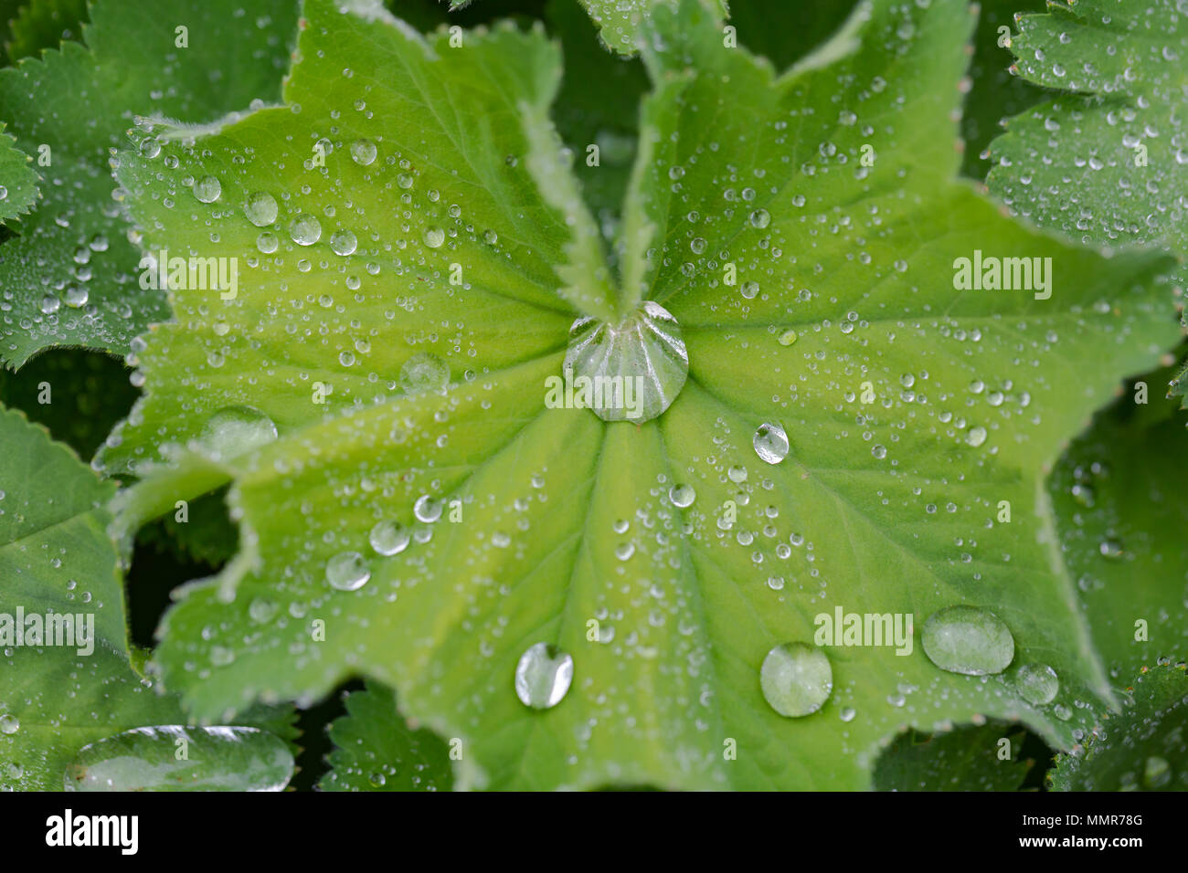 Breite Boded Chaser in einem Blumengarten in Poole Dorset Stockfoto