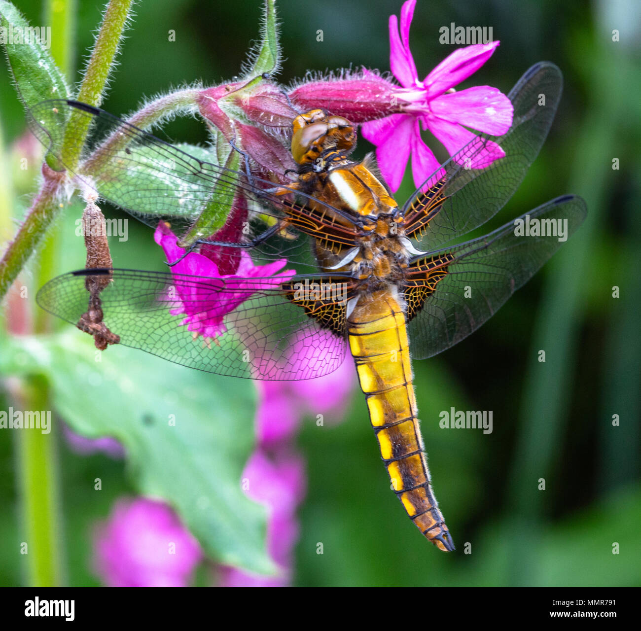Breite Boded Chaser in einem Blumengarten in Poole Dorset Stockfoto