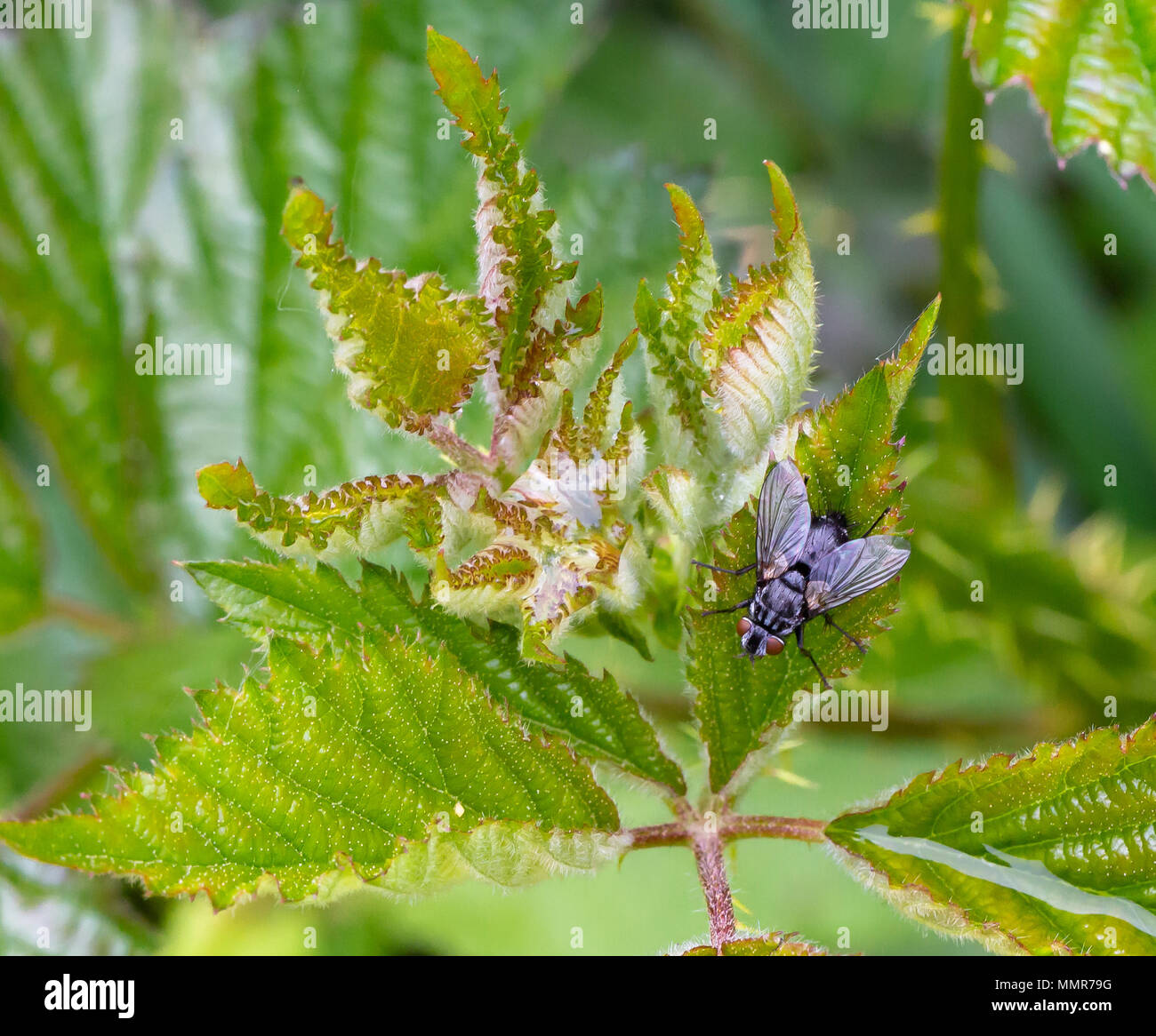 Breite Boded Chaser in einem Blumengarten in Poole Dorset Stockfoto