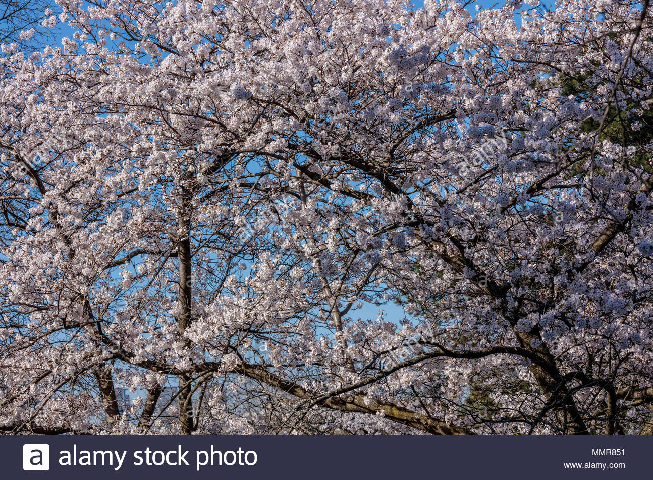 Sakura Somei Yoshino Kirschbaume Bluhen Im Fruhling In High Park