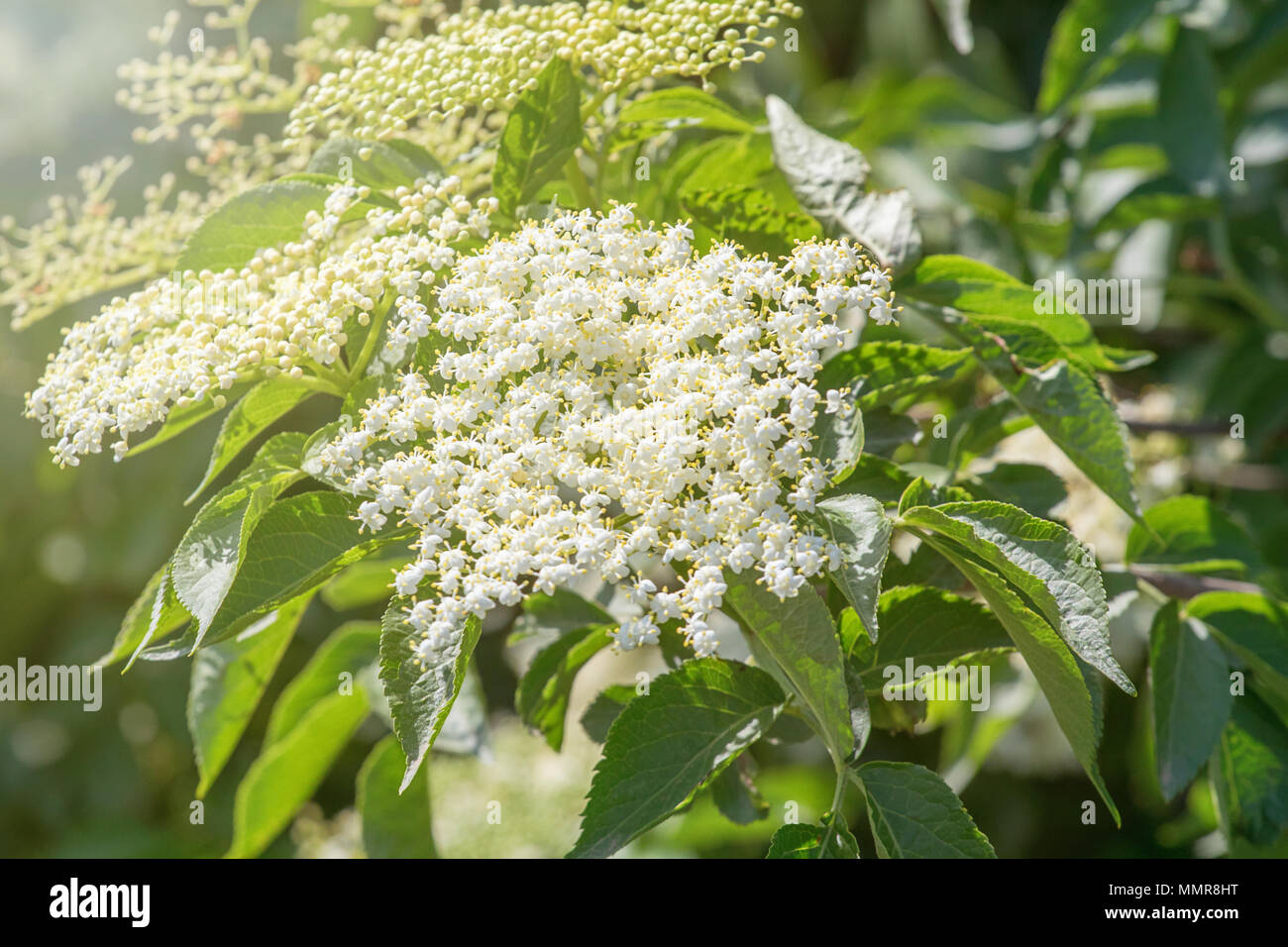 Holunderbluten Holunder Bluhen Stockfoto Bild 184908468 Alamy