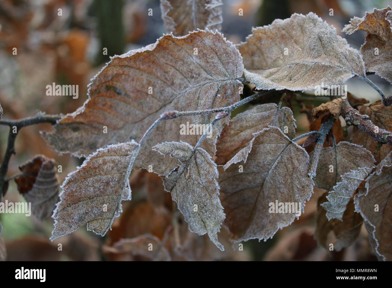 Aus der Nähe zu sehen. eine Winterlandschaft von Braun getrockneten weißen Frost beschichtet Buche Blätter zeigen scharfe gewellt Niederlassungen und grünen Hintergrund Garten Stockfoto