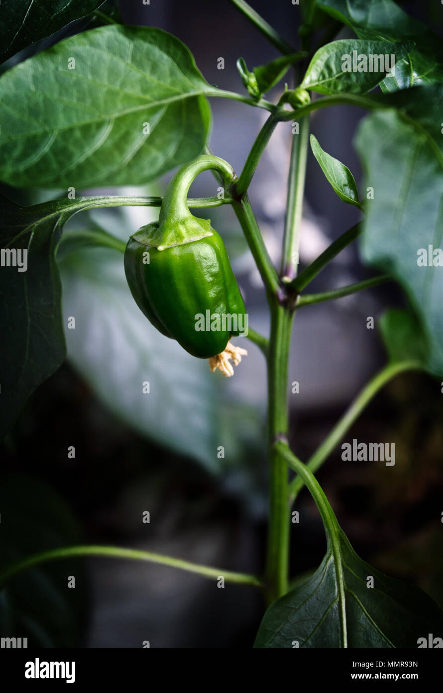 Capsicum Annuum. Anbau von roten und grünen Paprika auf der Fensterbank