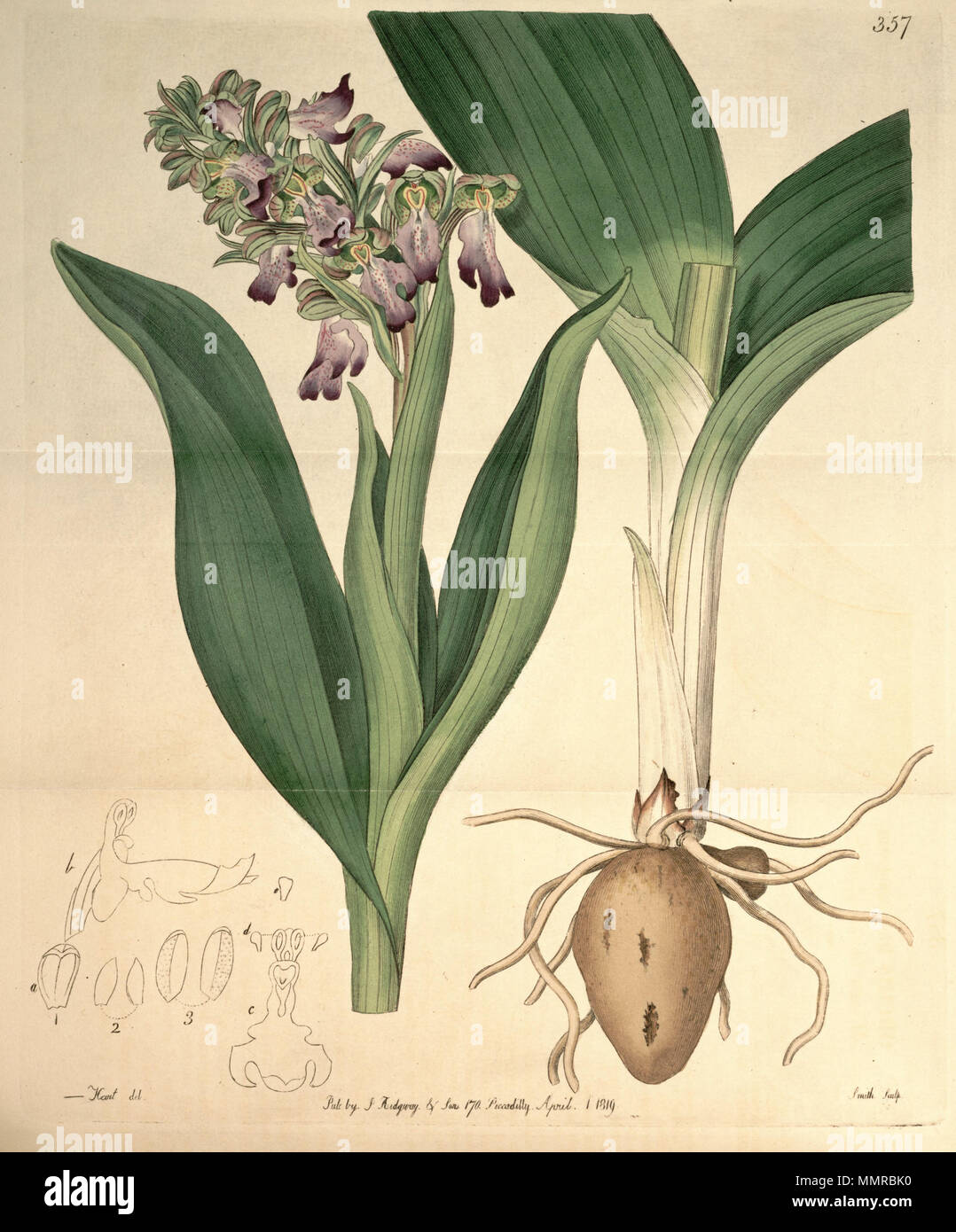 . Abbildung: Barlia robertiana (syn. Orchis longibracteata Biv.). 1819. Designer: M. Hart-Graveur: Smith Barlia robertiana (Orchis longibracteata)-Bot. Vo 5 pl.357 (1819) Stockfoto