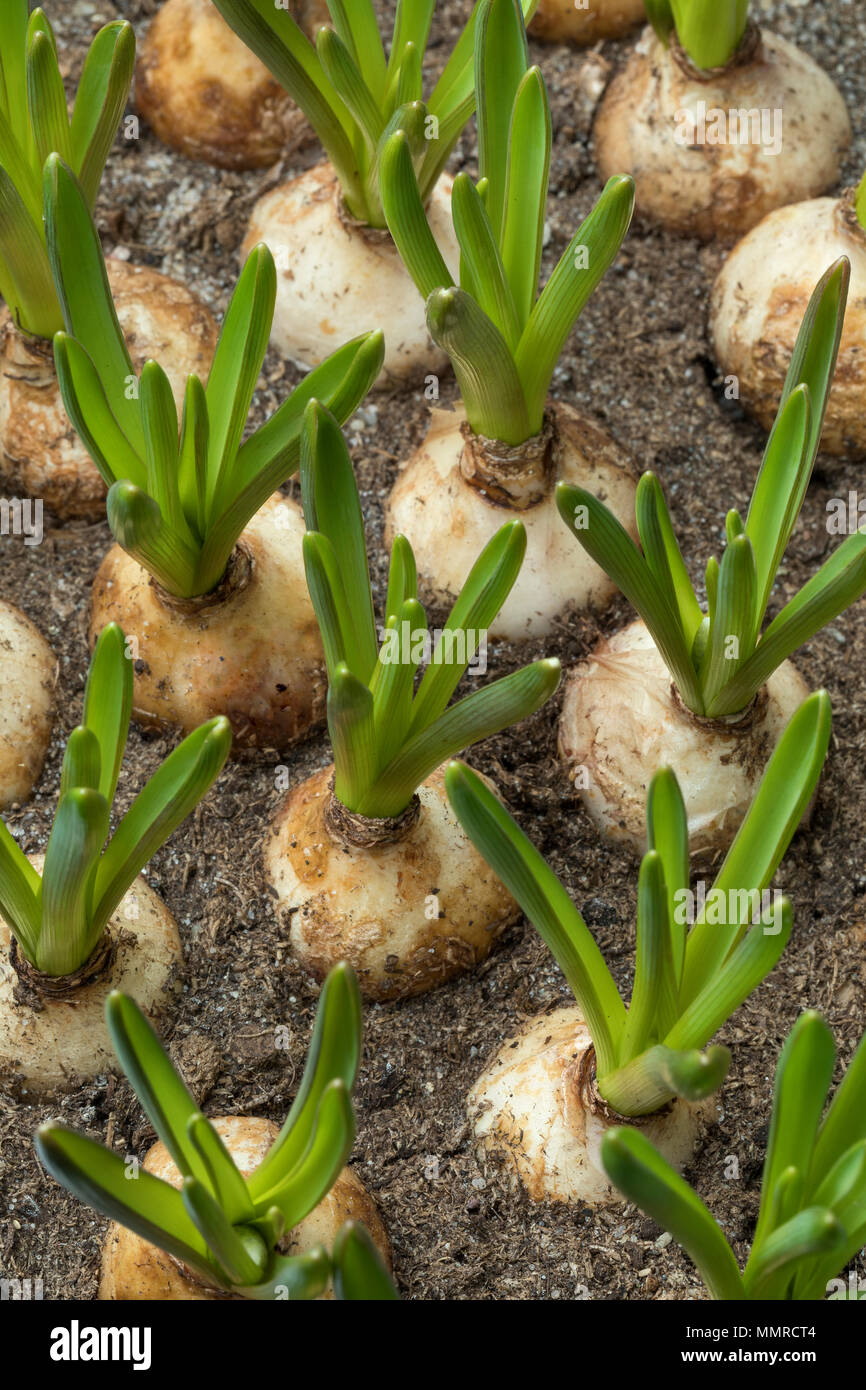 Wachsende muscari Glühlampen Nahaufnahme Stockfoto