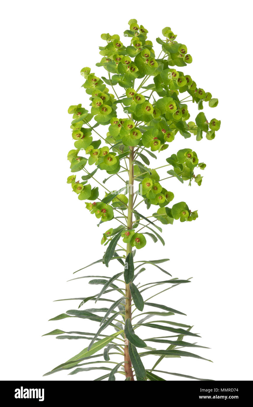 Euphorbia martinii Blumen auf weißem Hintergrund Stockfoto