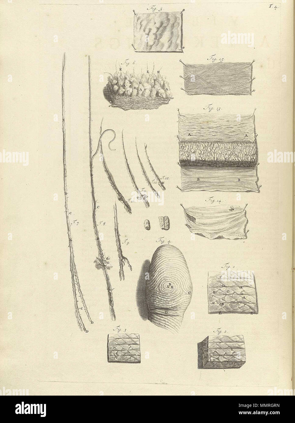 . Govard Bidloo, (1649-1713): Ontleding des menschelyken lichaams Amsterdam, 1690. (= niederländische Sprache Edition von Anatomia Humani Corporis, 1685). Gerard de Lairesse (Zeichnungen), Abraham Blooteling, Pieter Stevens van Gunst (GRAVEURE)/Scans von NLM Bidloo Ontleding 1690 04. Stockfoto