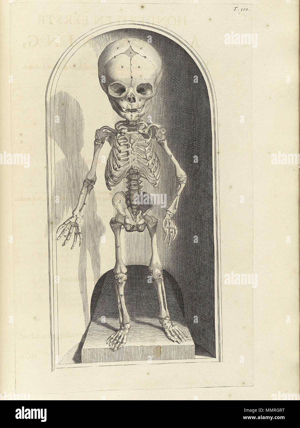 . Govard Bidloo, (1649-1713): Ontleding des menschelyken lichaams Amsterdam, 1690. (= niederländische Sprache Edition von Anatomia Humani Corporis, 1685). Gerard de Lairesse (Zeichnungen), Abraham Blooteling, Pieter Stevens van Gunst (GRAVEURE)/Scans von NLM Bidloo Ontleding 1690 101 Stockfoto
