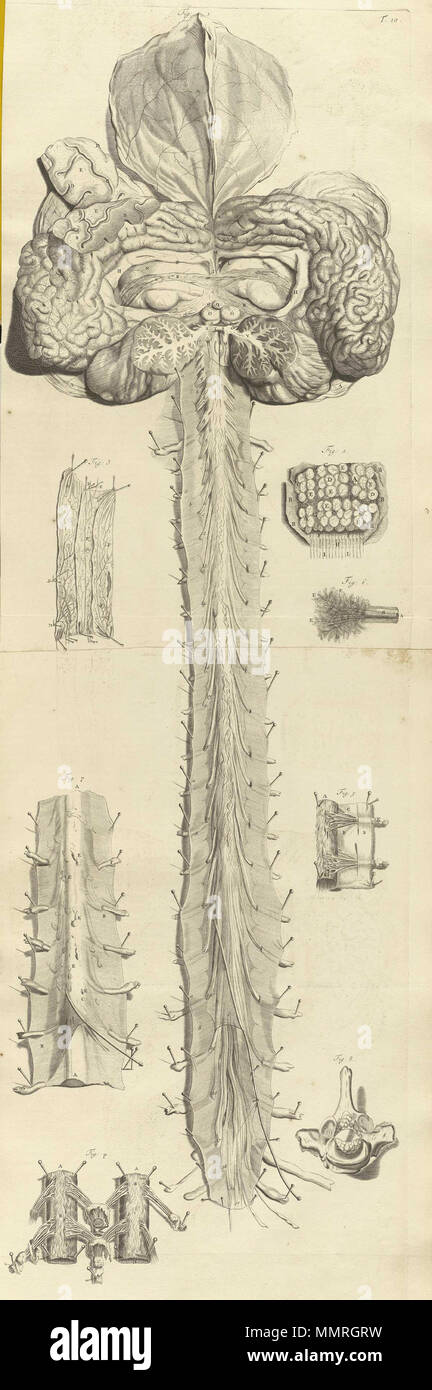 . Govard Bidloo, (1649-1713): Ontleding des menschelyken lichaams Amsterdam, 1690. (= niederländische Sprache Edition von Anatomia Humani Corporis, 1685). Gerard de Lairesse (Zeichnungen), Abraham Blooteling, Pieter Stevens van Gunst (GRAVEURE)/Scans von NLM Bidloo Ontleding 1690 10. Stockfoto