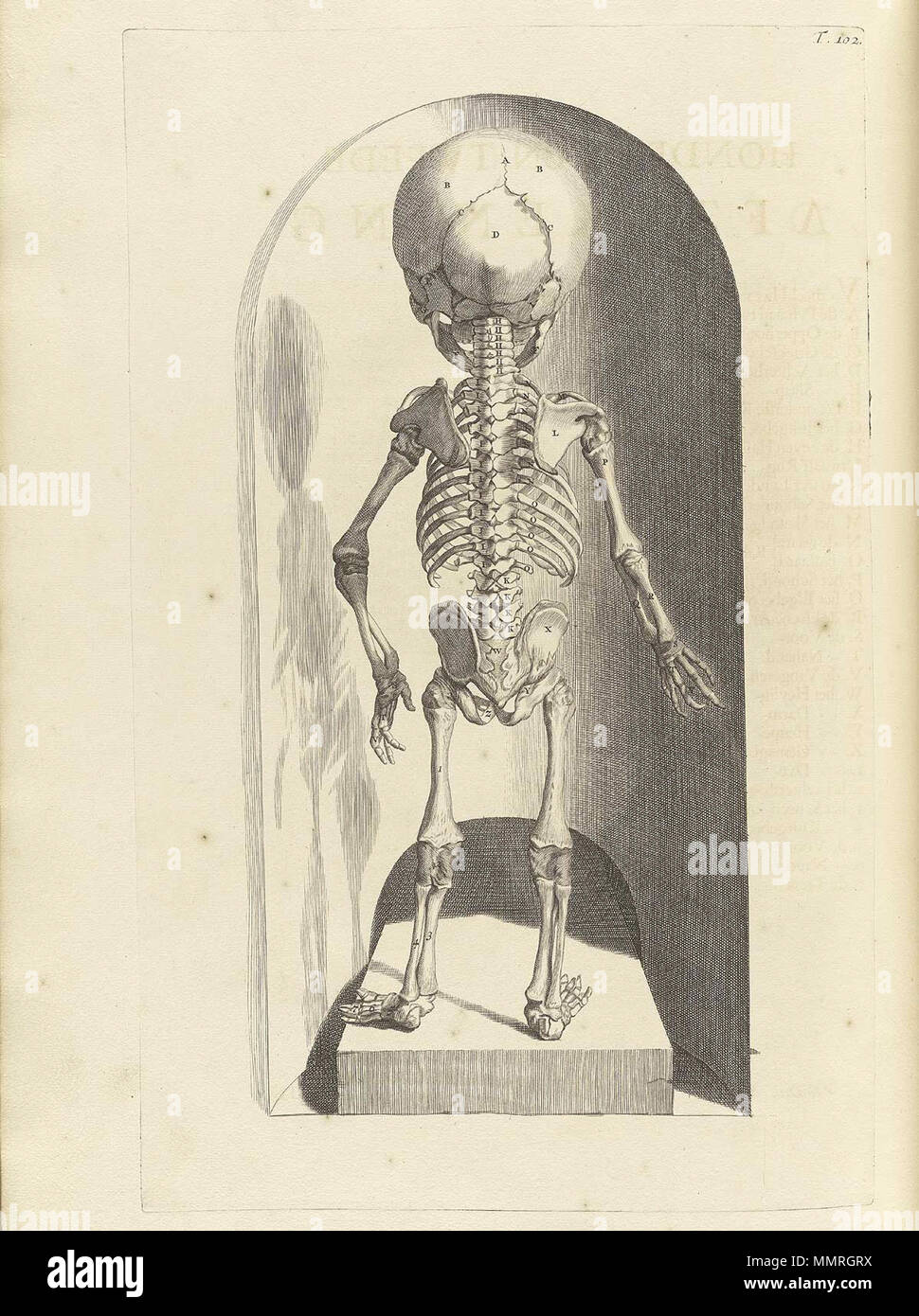 . Govard Bidloo, (1649-1713): Ontleding des menschelyken lichaams Amsterdam, 1690. (= niederländische Sprache Edition von Anatomia Humani Corporis, 1685). Gerard de Lairesse (Zeichnungen), Abraham Blooteling, Pieter Stevens van Gunst (GRAVEURE)/Scans von NLM Bidloo Ontleding 1690 102 Stockfoto