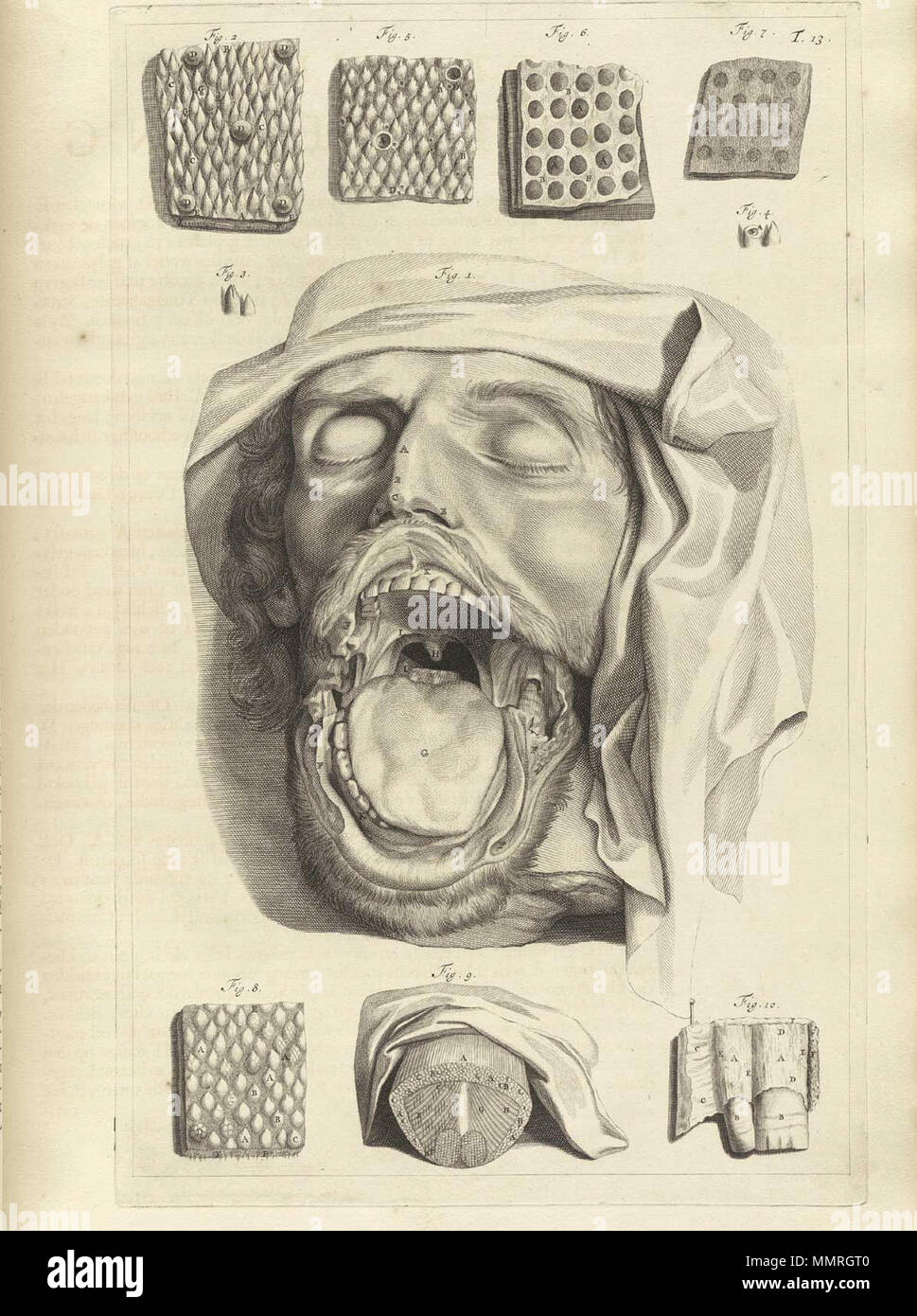 . Govard Bidloo, (1649-1713): Ontleding des menschelyken lichaams Amsterdam, 1690. (= niederländische Sprache Edition von Anatomia Humani Corporis, 1685). Gerard de Lairesse (Zeichnungen), Abraham Blooteling, Pieter Stevens van Gunst (GRAVEURE)/Scans von NLM Bidloo Ontleding 1690 13. Stockfoto