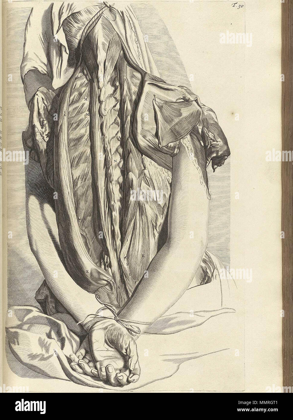 . Govard Bidloo, (1649-1713): Ontleding des menschelyken lichaams Amsterdam, 1690. (= niederländische Sprache Edition von Anatomia Humani Corporis, 1685). Gerard de Lairesse (Zeichnungen), Abraham Blooteling, Pieter Stevens van Gunst (GRAVEURE)/Scans von NLM Bidloo Ontleding 1690 30. Stockfoto
