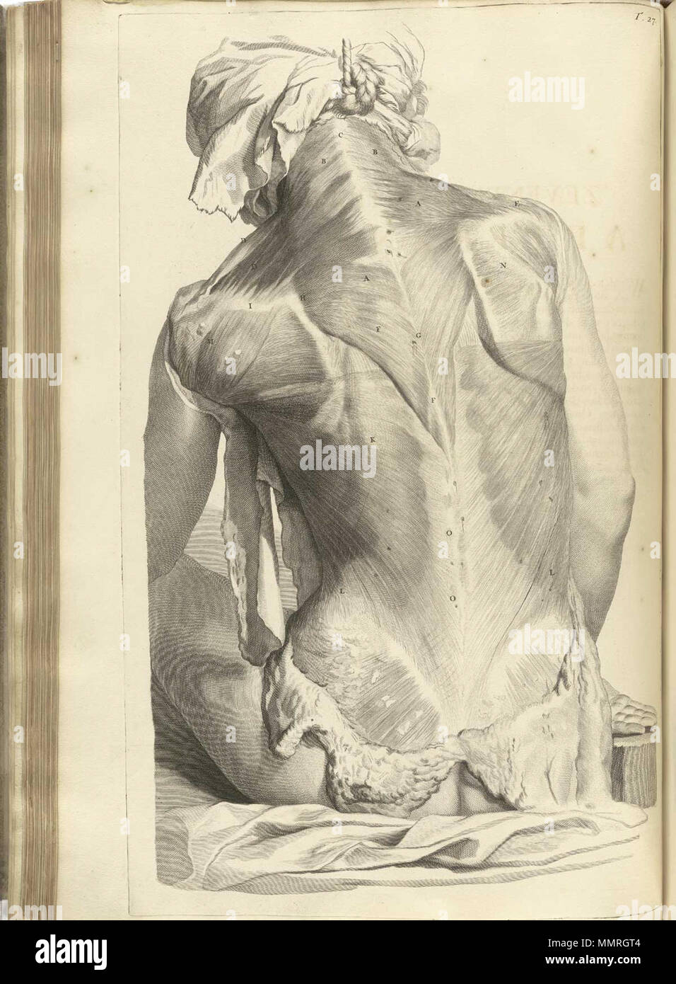 . Govard Bidloo, (1649-1713): Ontleding des menschelyken lichaams Amsterdam, 1690. (= niederländische Sprache Edition von Anatomia Humani Corporis, 1685). Gerard de Lairesse (Zeichnungen), Abraham Blooteling, Pieter Stevens van Gunst (GRAVEURE)/Scans von NLM Bidloo Ontleding 1690 27. Stockfoto