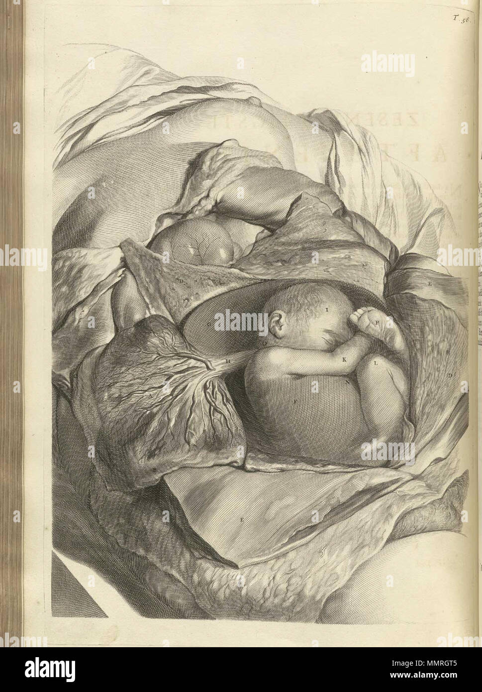 . Govard Bidloo, (1649-1713): Ontleding des menschelyken lichaams Amsterdam, 1690. (= niederländische Sprache Edition von Anatomia Humani Corporis, 1685). Gerard de Lairesse (Zeichnungen), Abraham Blooteling, Pieter Stevens van Gunst (GRAVEURE)/Scans von NLM Bidloo Ontleding 1690 56 Stockfoto