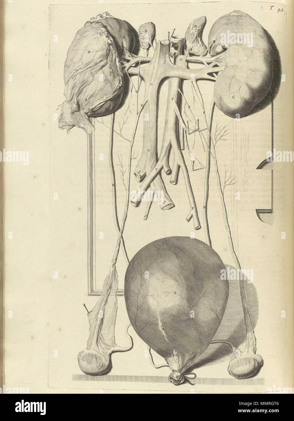 . Govard Bidloo, (1649-1713): Ontleding des menschelyken lichaams Amsterdam, 1690. (= niederländische Sprache Edition von Anatomia Humani Corporis, 1685). Gerard de Lairesse (Zeichnungen), Abraham Blooteling, Pieter Stevens van Gunst (GRAVEURE)/Scans von NLM Bidloo Ontleding 1690 42 Stockfoto
