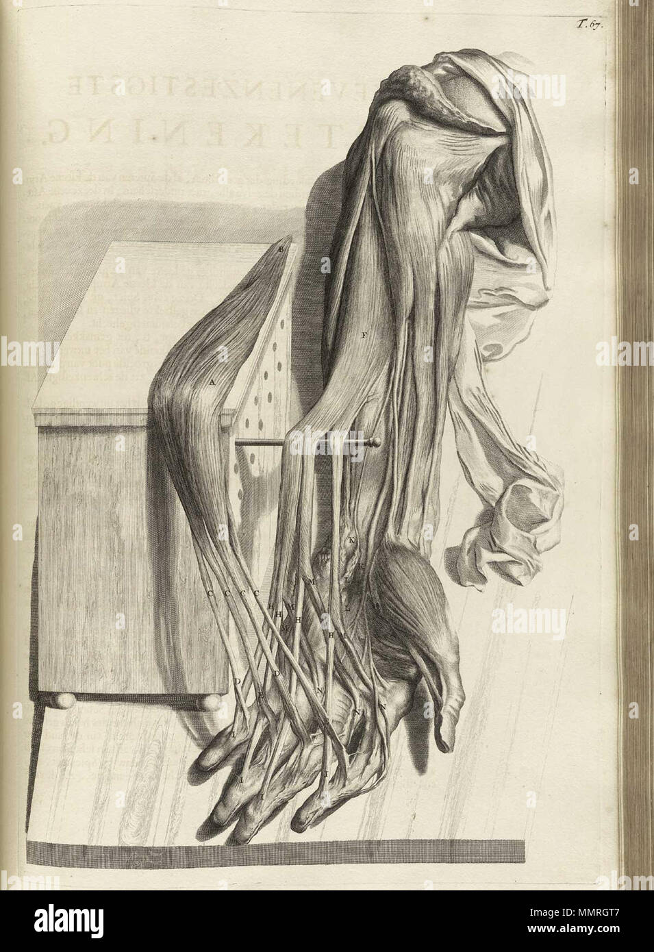 . Govard Bidloo, (1649-1713): Ontleding des menschelyken lichaams Amsterdam, 1690. (= niederländische Sprache Edition von Anatomia Humani Corporis, 1685). Gerard de Lairesse (Zeichnungen), Abraham Blooteling, Pieter Stevens van Gunst (GRAVEURE)/Scans von NLM Bidloo Ontleding 1690 67 Stockfoto