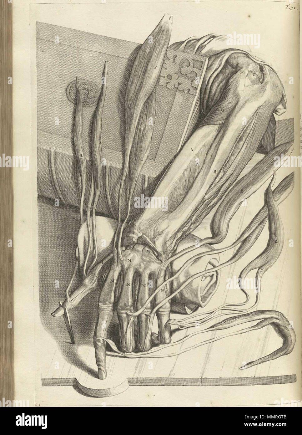 . Govard Bidloo, (1649-1713): Ontleding des menschelyken lichaams Amsterdam, 1690. (= niederländische Sprache Edition von Anatomia Humani Corporis, 1685). Gerard de Lairesse (Zeichnungen), Abraham Blooteling, Pieter Stevens van Gunst (GRAVEURE)/Scans von NLM Bidloo Ontleding 1690 71 Stockfoto