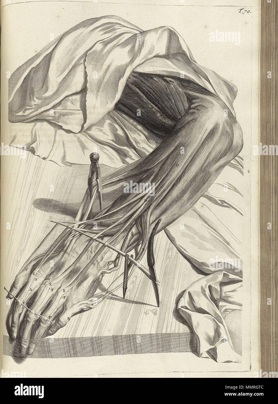 . Govard Bidloo, (1649-1713): Ontleding des menschelyken lichaams Amsterdam, 1690. (= niederländische Sprache Edition von Anatomia Humani Corporis, 1685). Gerard de Lairesse (Zeichnungen), Abraham Blooteling, Pieter Stevens van Gunst (GRAVEURE)/Scans von NLM Bidloo Ontleding 1690 70 Stockfoto