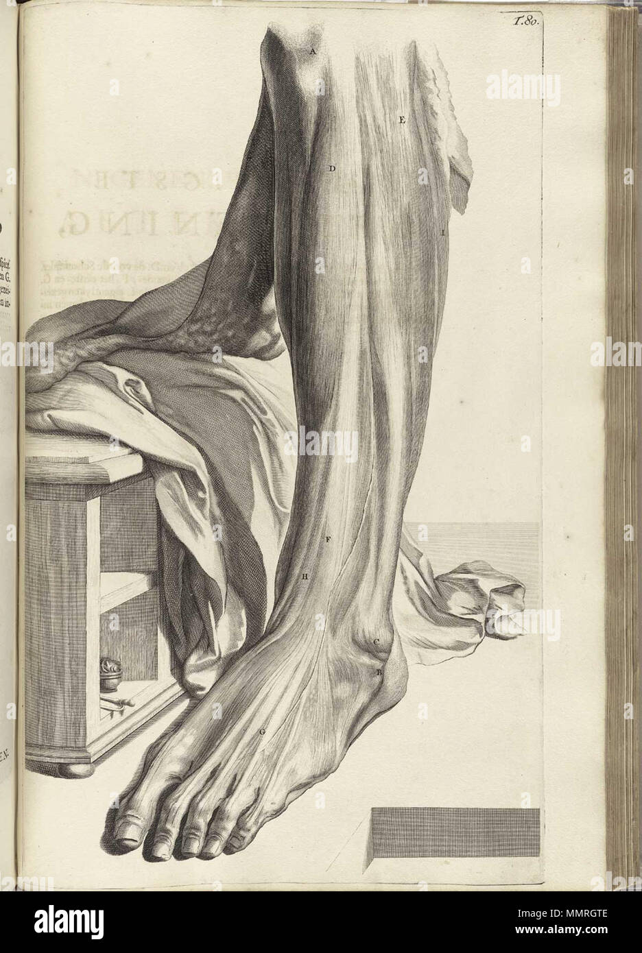 . Govard Bidloo, (1649-1713): Ontleding des menschelyken lichaams Amsterdam, 1690. (= niederländische Sprache Edition von Anatomia Humani Corporis, 1685). Gerard de Lairesse (Zeichnungen), Abraham Blooteling, Pieter Stevens van Gunst (GRAVEURE)/Scans von NLM Bidloo Ontleding 1690 80 Stockfoto