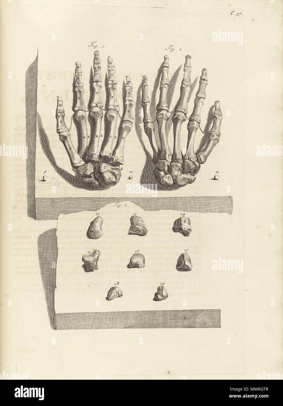 . Govard Bidloo, (1649-1713): Ontleding des menschelyken lichaams Amsterdam, 1690. (= niederländische Sprache Edition von Anatomia Humani Corporis, 1685). Gerard de Lairesse (Zeichnungen), Abraham Blooteling, Pieter Stevens van Gunst (GRAVEURE)/Scans von NLM Bidloo Ontleding 1690 97 Stockfoto