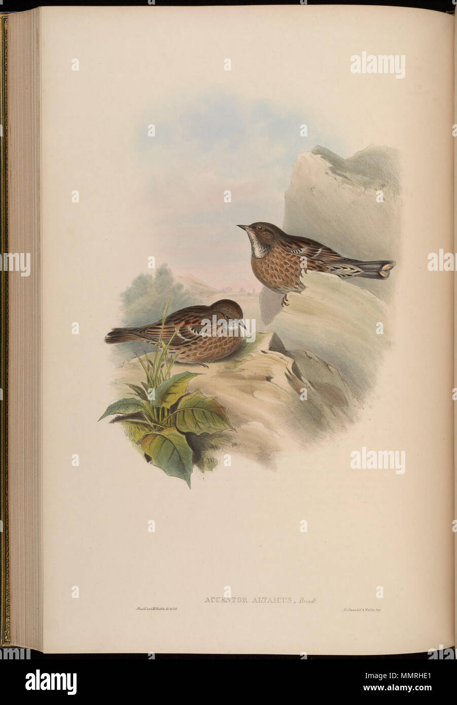 . Accentor altaicus = Prunella himalayana.[1] Zwischen 1850 und 1883. John Gould (1804 - 1881) Alternative Namen Gould Beschreibung britischer Zoologe Geburtsdatum / Tod 14. September 1804 vom 2. März 1881 Ort der Geburt / Todes Lyme Regis London Authority control: Q 313787 VIAF:?:? ISNI 29597222 0000 0001 2125 9888 ULAN:?? n 500006638 LCCN: 79100355 NLA:? 35137514 WorldCat & Henry Constantine Richter (1821 - 1902) Beschreibung der Britischen Tiermaler Datum der Geburt / Tod 1821 vom 16. März 1902 Ort der Geburt des Royal Borough von Kensington und Chelsea Authority control: Q 1567083 VIAF:? 227 Stockfoto