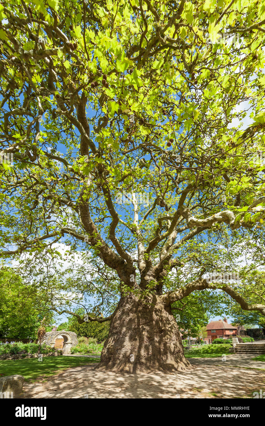 Orientalische Platane, Westgate Gärten, Canterbury. Stockfoto