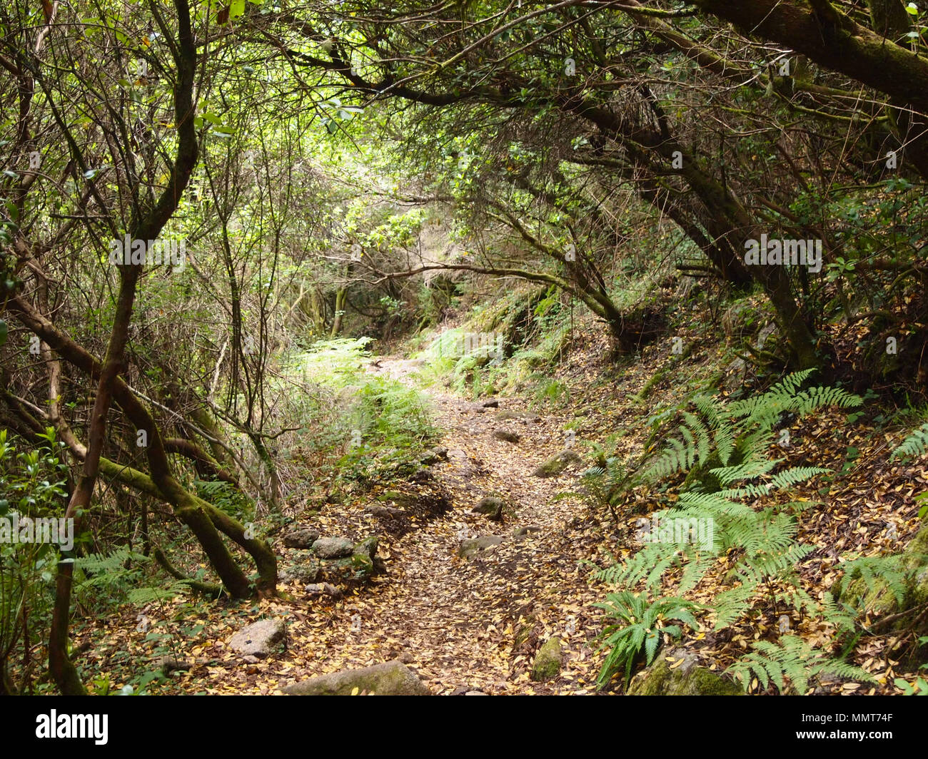 Der Mata da Albergaria, einem gut erhaltenen Eichenwald im Nationalpark Peneda-Gerês, Nordportugal Stockfoto