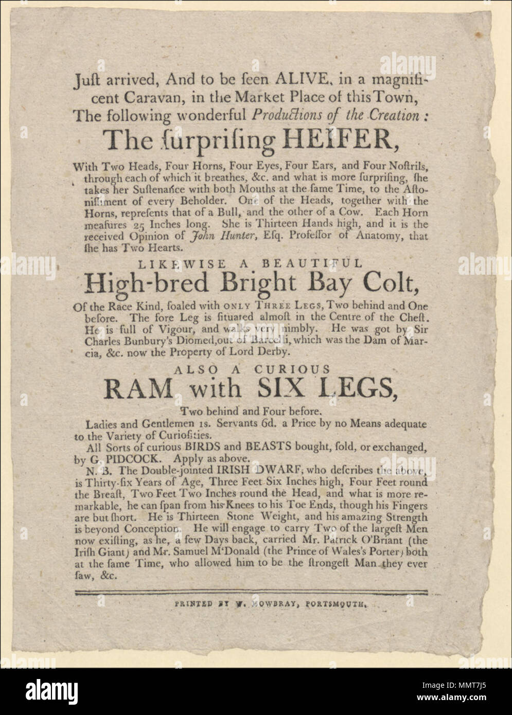 . Flugblatt von [1791?], bei der Bekanntgabe der überraschend Färse, mit zwei Köpfen; überraschende Färse, mit zwei Köpfen; Neugierig ram mit sechs Beine, zwei hinter und vier vor; alle Arten von neugierige Vögel und Tiere, gekauft, verkauft, oder durch G. Pidcock ausgetauscht; Doppelgelenkwelle irische Zwerg; Gerade angekommen und lebendig gesehen zu werden, in einem herrlichen Wohnwagen, die auf dem Markt der Stadt, die folgende wunderbare Produktionen der Schöpfung: die überraschende Färse, mit zwei Köpfen, ... Auch eine neugierige Ram mit sechs Beine, zwei hinter und vier vor. ...; Pidcock's Ausstellung austilgen; [Flugblatt von [1791?], bei der Bekanntgabe der Stockfoto