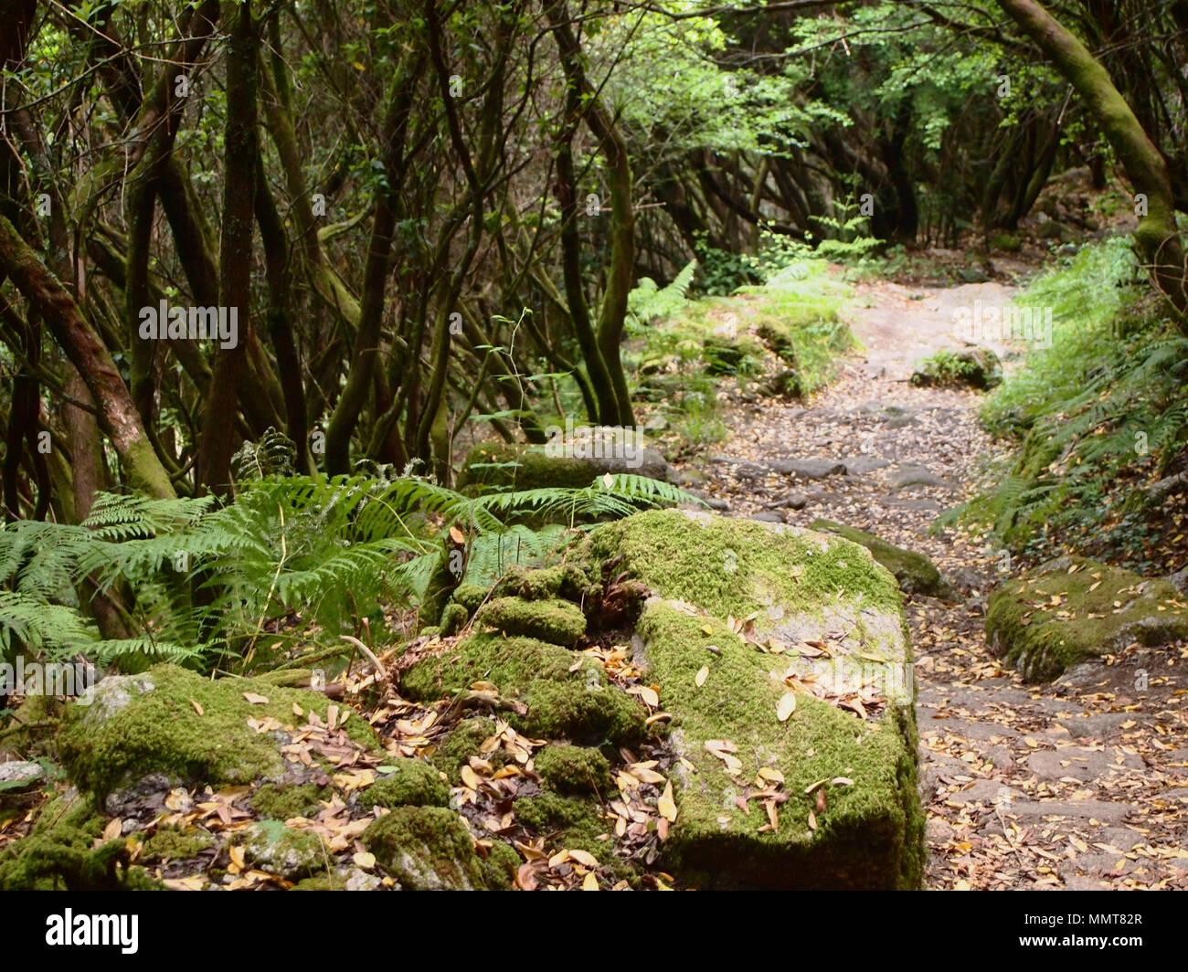 Der Mata da Albergaria, einem gut erhaltenen Eichenwald im Nationalpark Peneda-Gerês, Nordportugal Stockfoto